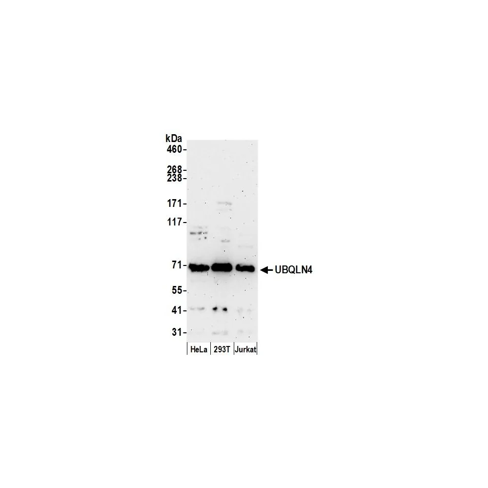 Rabbit anti-UBQLN4/CIP75/Ubiquilin 4 Antibody, Affinity Purified