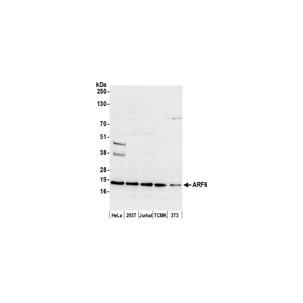 Rabbit anti-ARF6/ADP Ribosylation Factor 6 Antibody, Affinity Purified