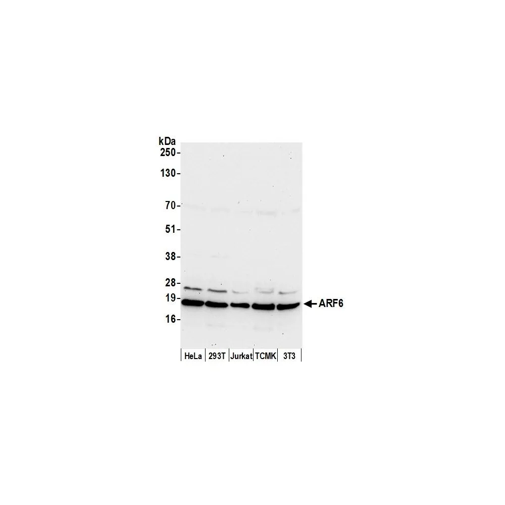 Rabbit anti-ARF6/ADP Ribosylation Factor 6 Antibody, Affinity Purified