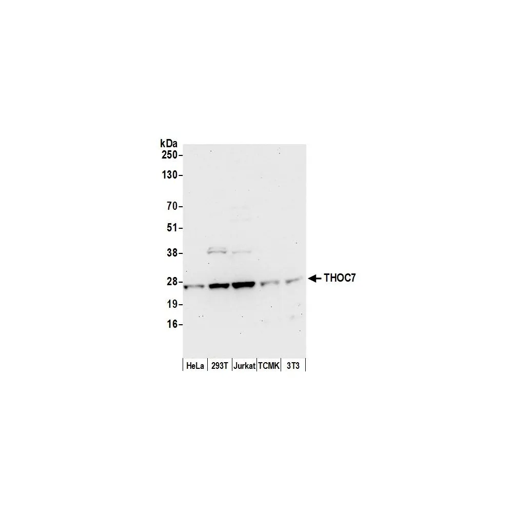 Rabbit anti-THOC7 Antibody, Affinity Purified