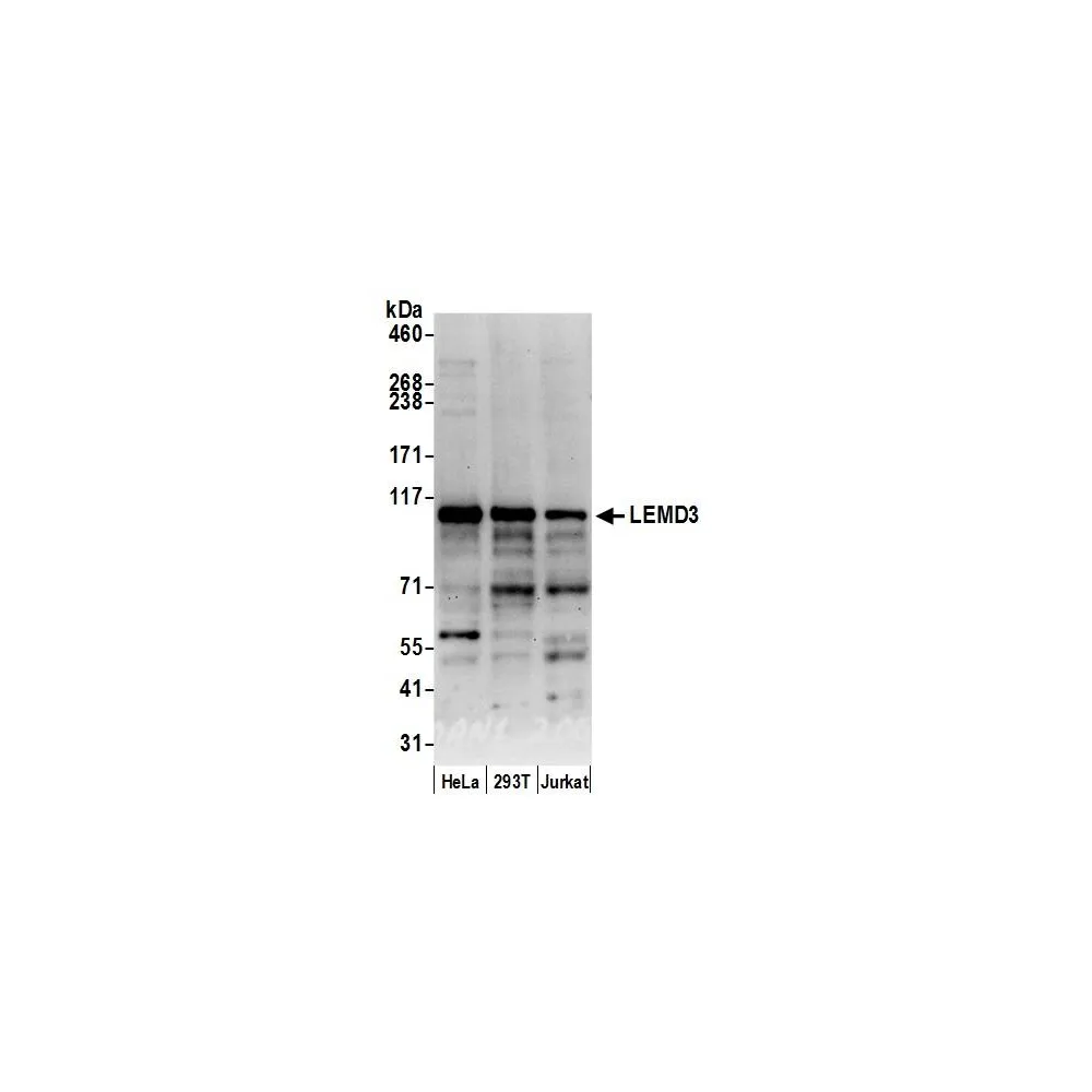 Rabbit anti-LEMD3/MAN1 Antibody, Affinity Purified