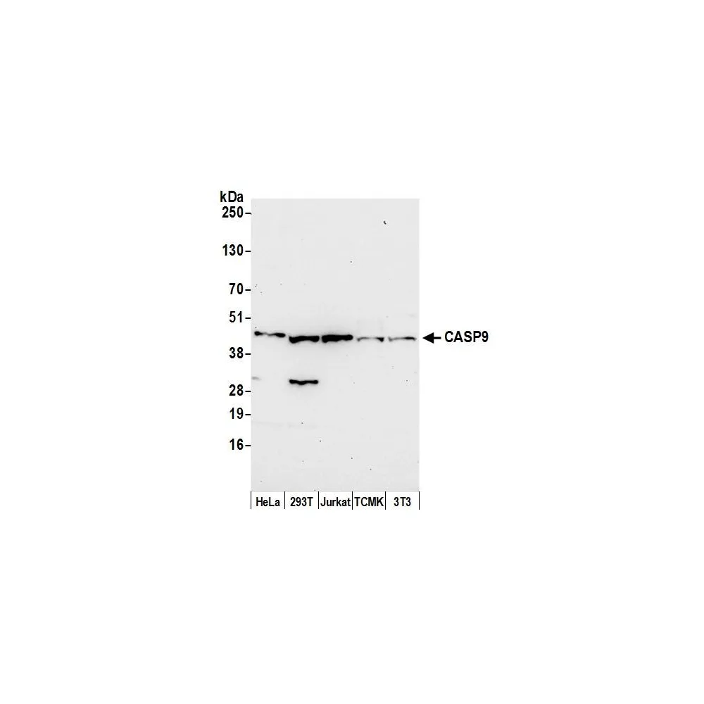 Rabbit anti-CASP9/Caspase 9 Antibody, Affinity Purified
