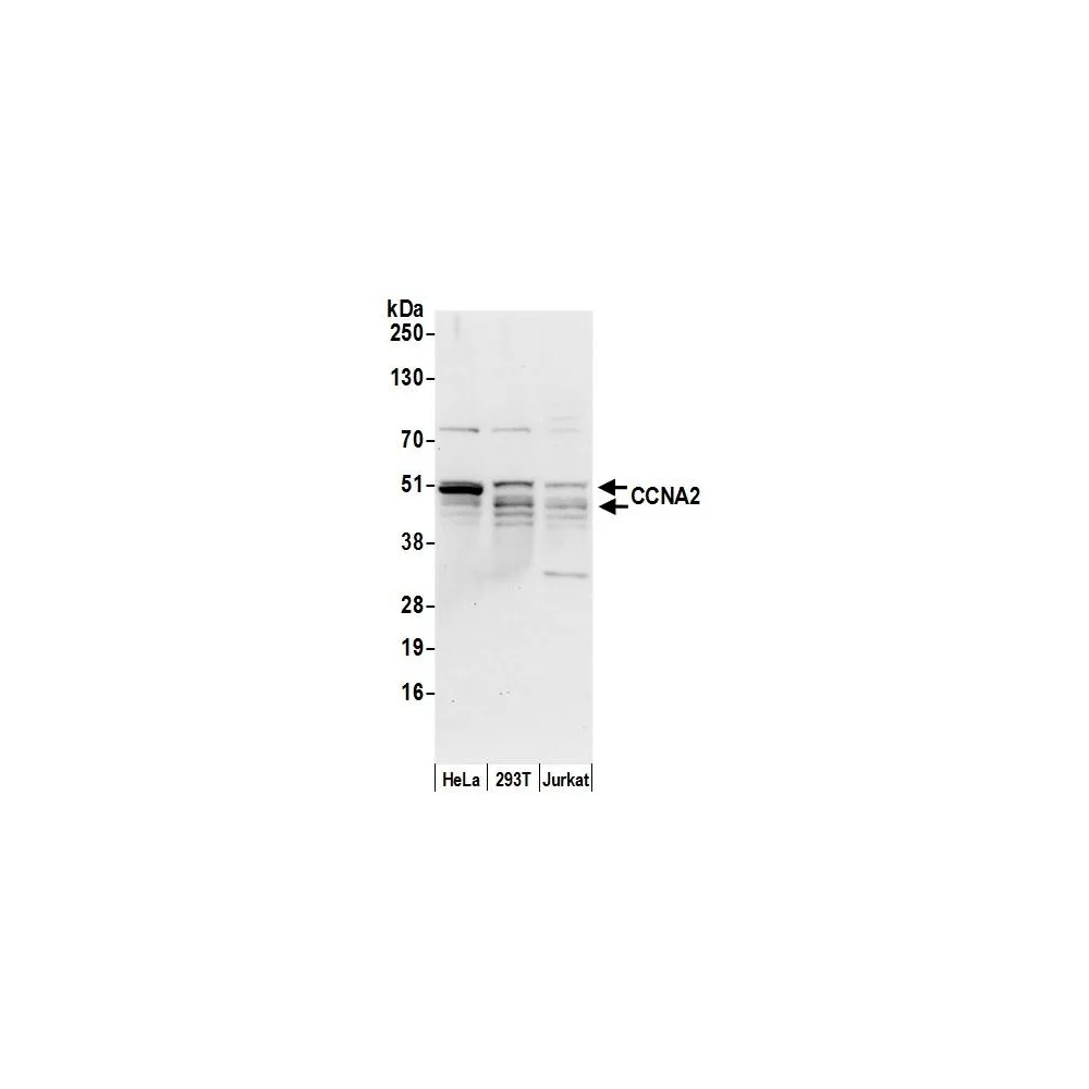 Rabbit anti-CCNA2/Cyclin A2 Antibody, Affinity Purified