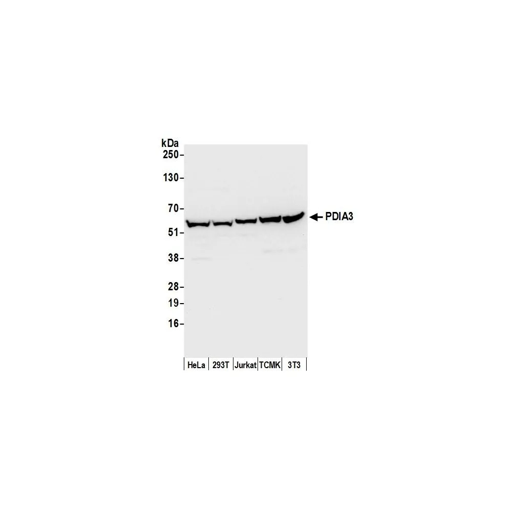 Rabbit anti-PDIA3/ERp57 Antibody, Affinity Purified