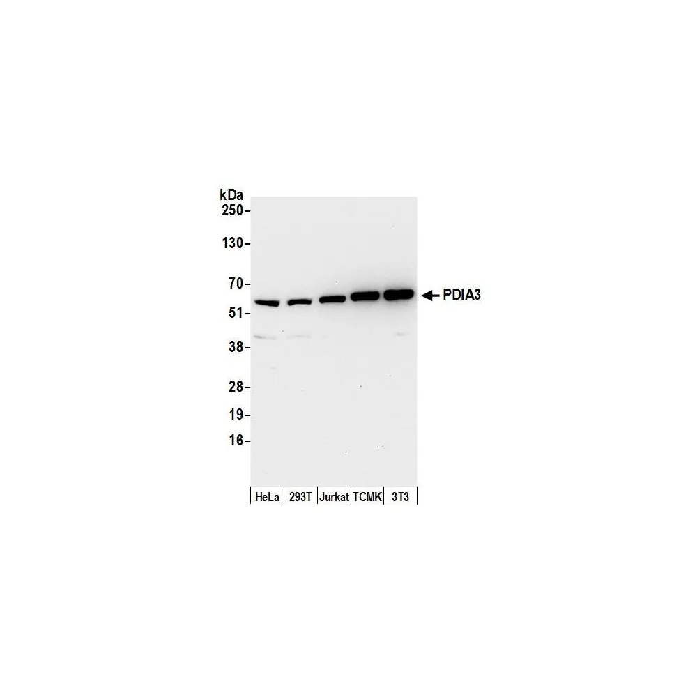 Rabbit anti-PDIA3/ERp57 Antibody, Affinity Purified