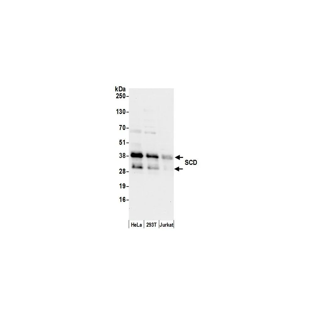 Rabbit anti-SCD/SCD1/Stearoyl-CoA Desaturase Antibody, Affinity Purified