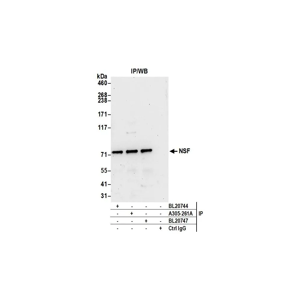 Rabbit anti-NSF Antibody, Affinity Purified