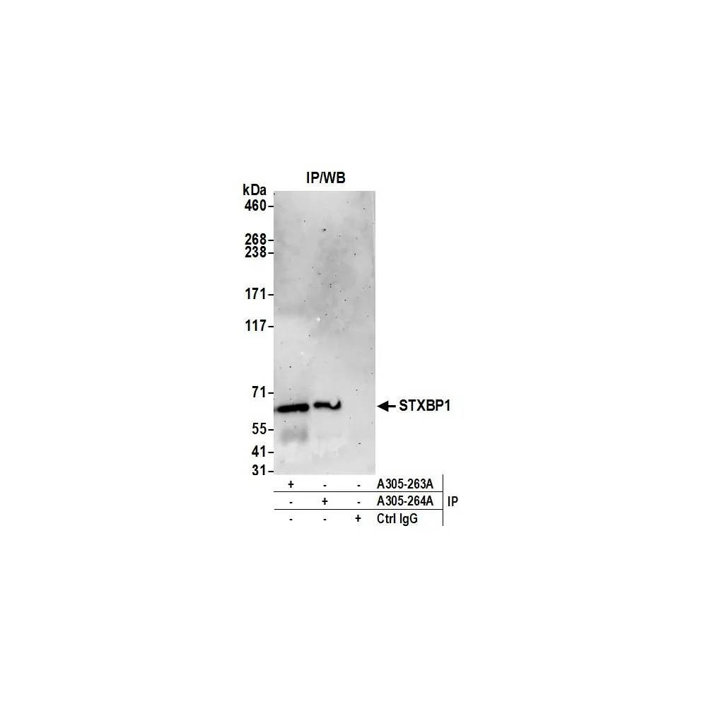 Rabbit anti-STXBP1/MUNC18-1 Antibody, Affinity Purified