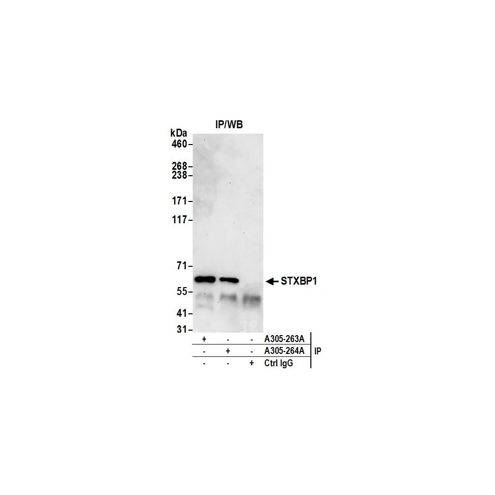 Rabbit anti-STXBP1/MUNC18-1 Antibody, Affinity Purified