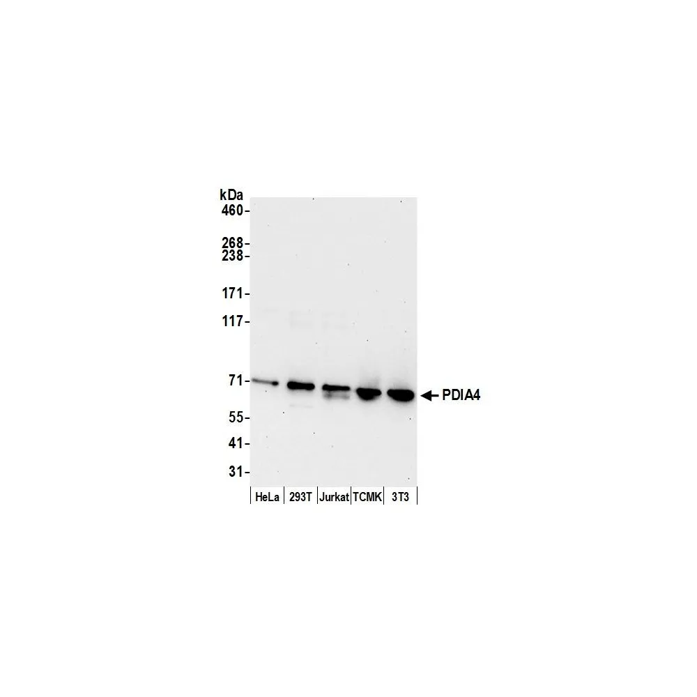 Rabbit anti-PDIA4/ERP72 Antibody, Affinity Purified