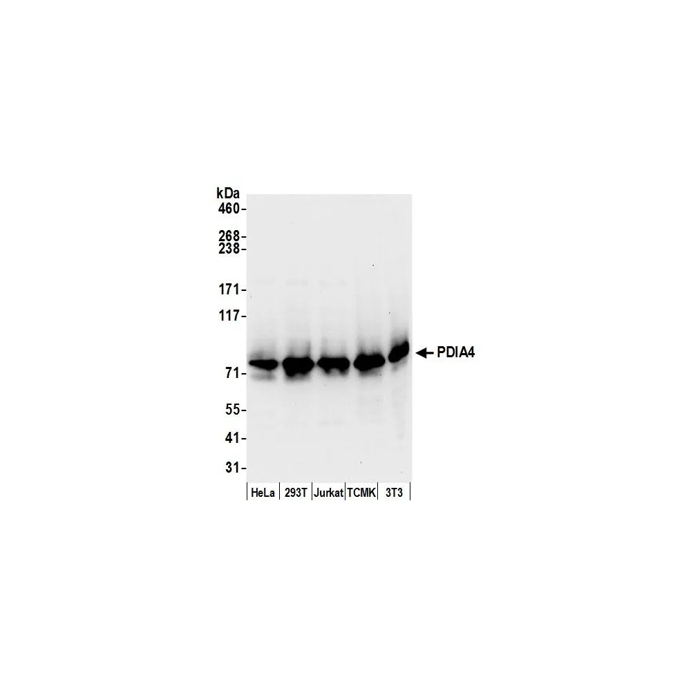 Rabbit anti-PDIA4/ERP72 Antibody, Affinity Purified
