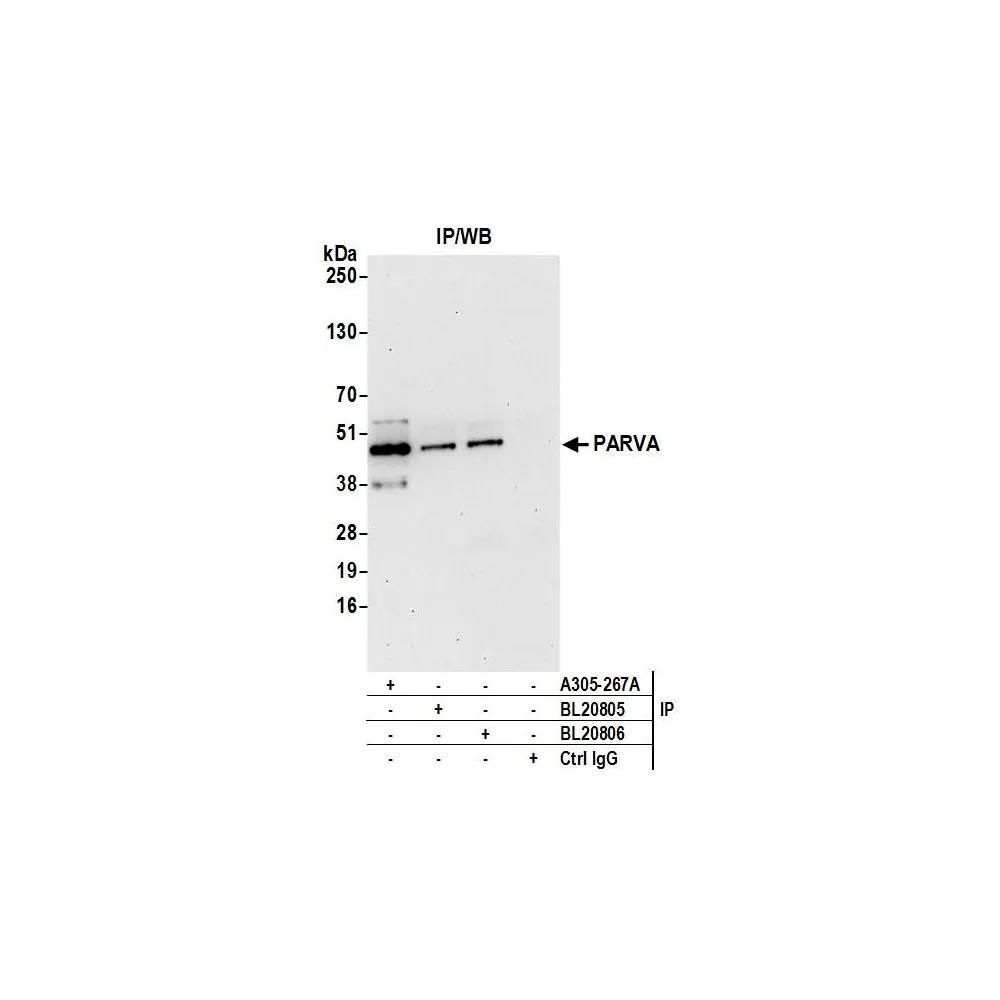 Rabbit anti-PARVA/Parvin alpha Antibody, Affinity Purified
