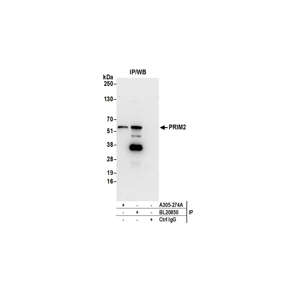 Rabbit anti-PRIM2/DNA Primase Large Subunit Antibody, Affinity Purified