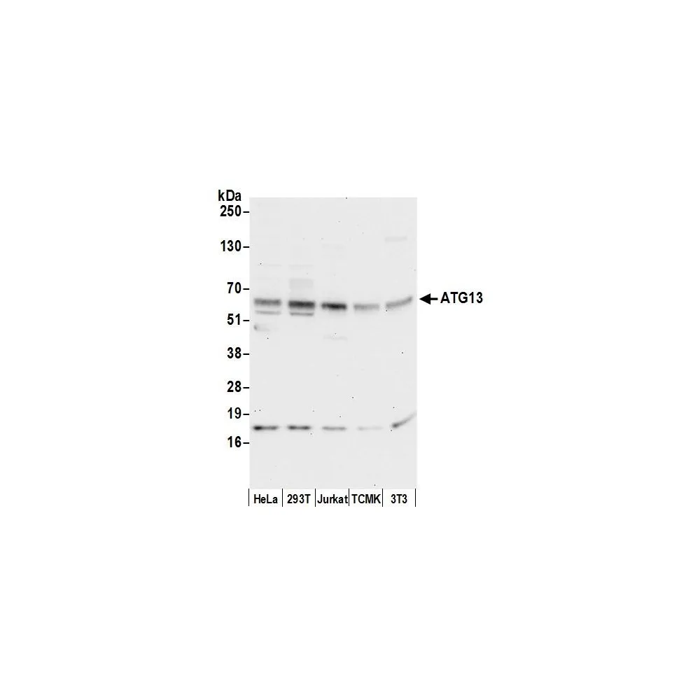 Rabbit anti-ATG13/KIAA0652 Antibody, Affinity Purified