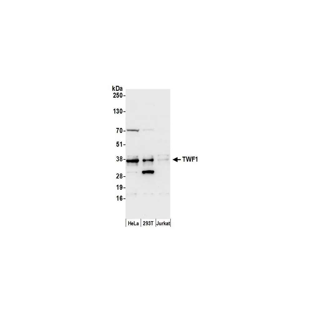 Rabbit anti-TWF1/PTK9 Antibody, Affinity Purified