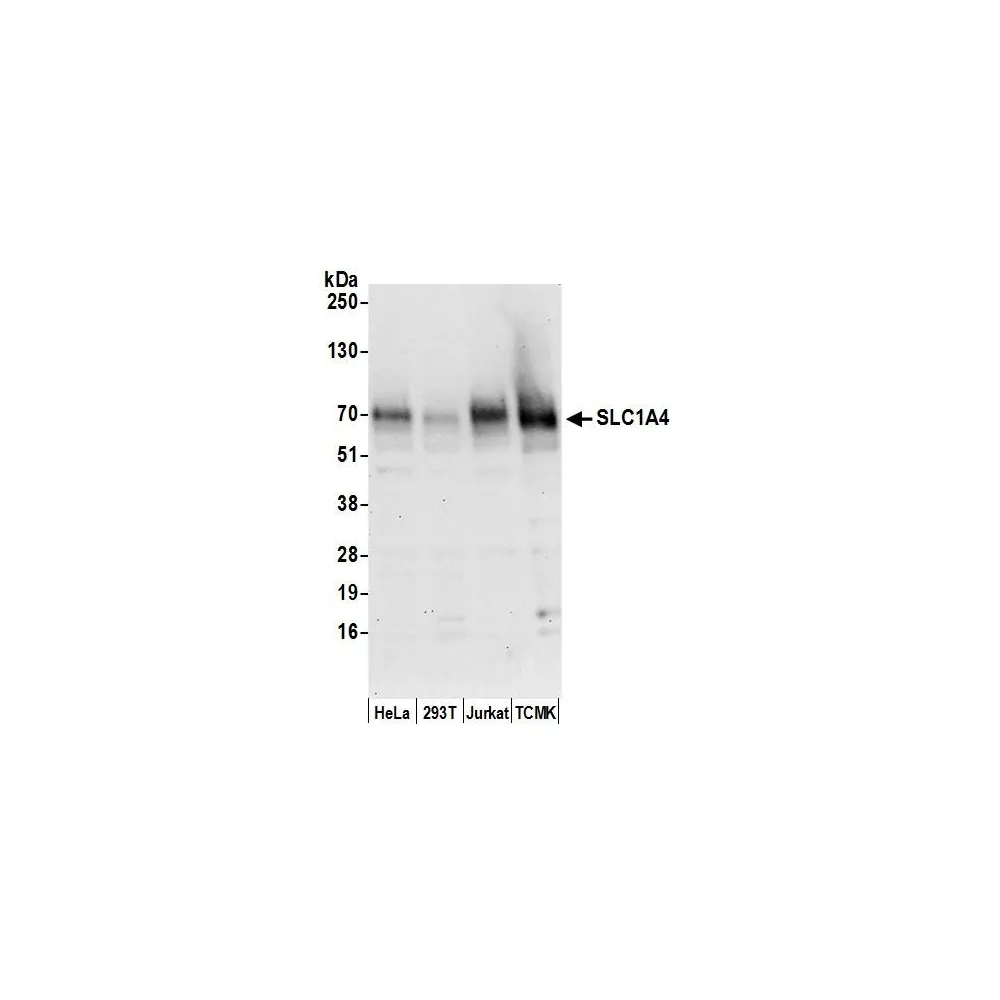 Rabbit anti-SLC1A4/ASCT1 Antibody, Affinity Purified