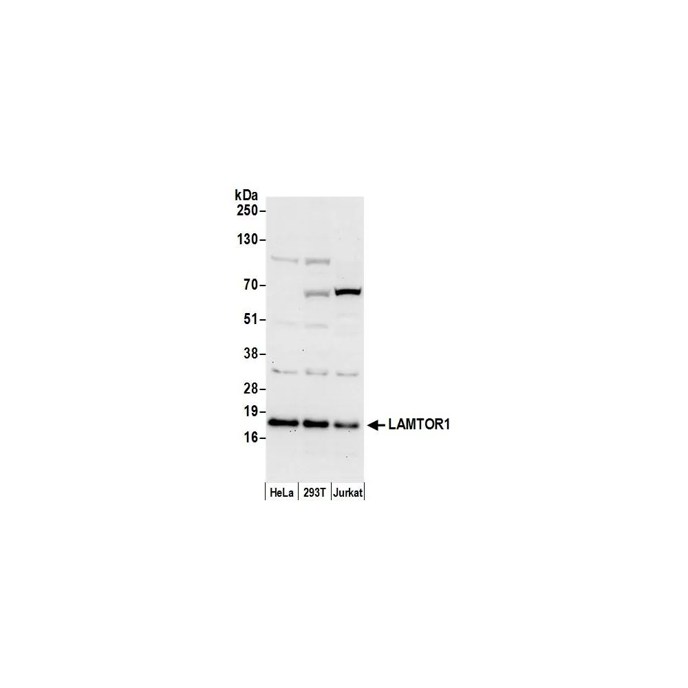 Rabbit anti-LAMTOR1 Antibody, Affinity Purified
