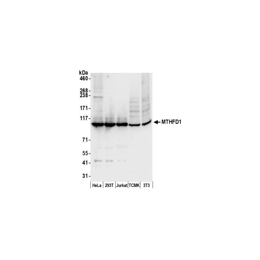 Rabbit anti-MTHFD1 Antibody, Affinity Purified