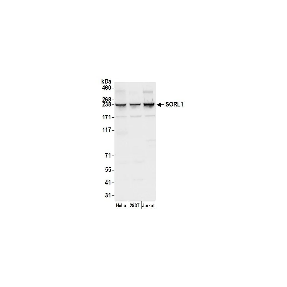 Rabbit anti-SORL1 Antibody, Affinity Purified