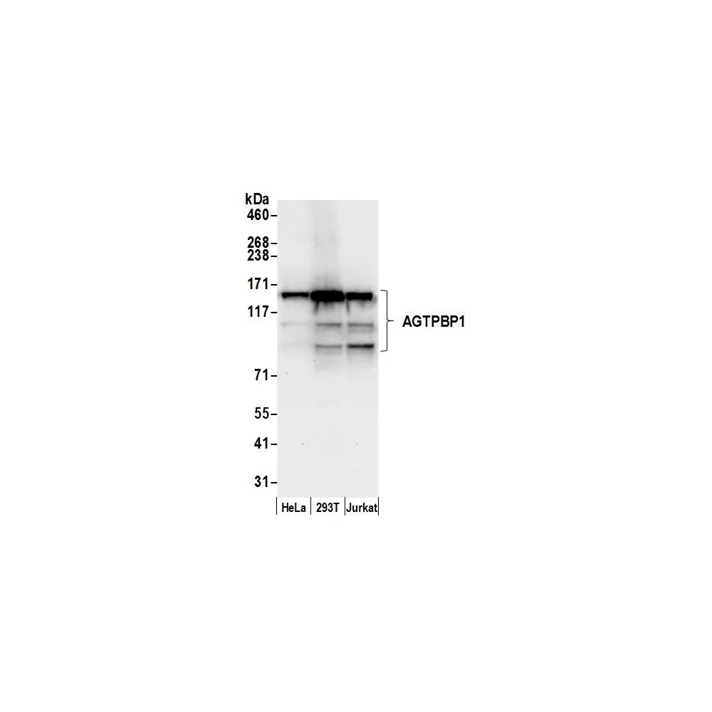 Rabbit anti-AGTPBP1 Antibody, Affinity Purified