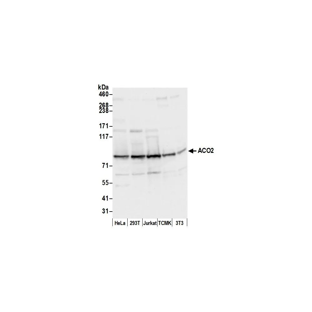 Rabbit anti-ACO2/Aconitase Antibody, Affinity Purified