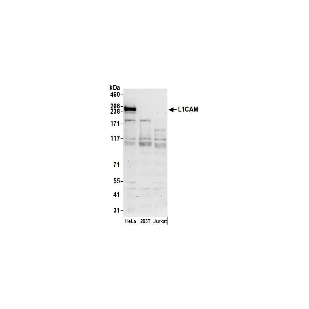 Rabbit anti-L1CAM/LI Antibody, Affinity Purified