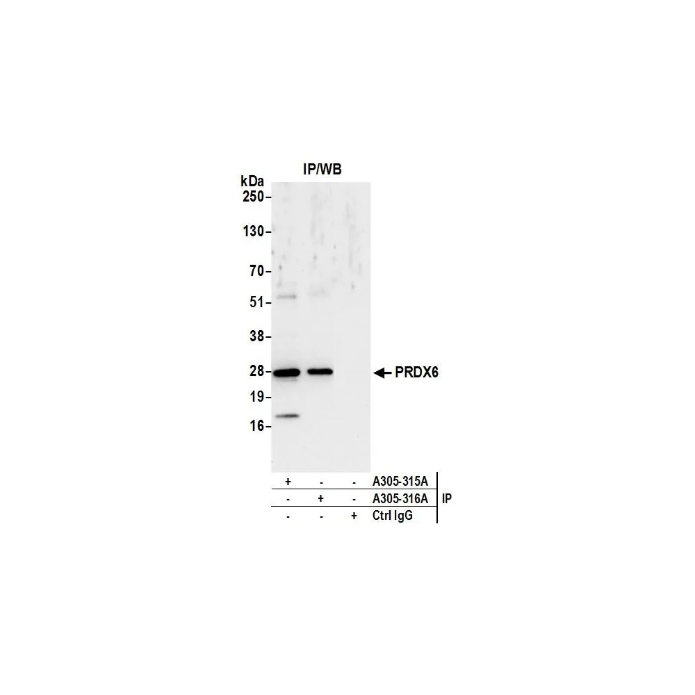 Rabbit anti-PRDX6 Antibody, Affinity Purified