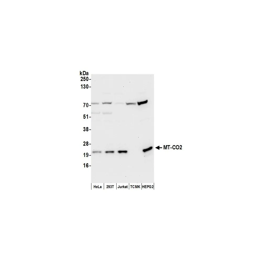Rabbit anti-MT-CO2 Antibody, Affinity Purified