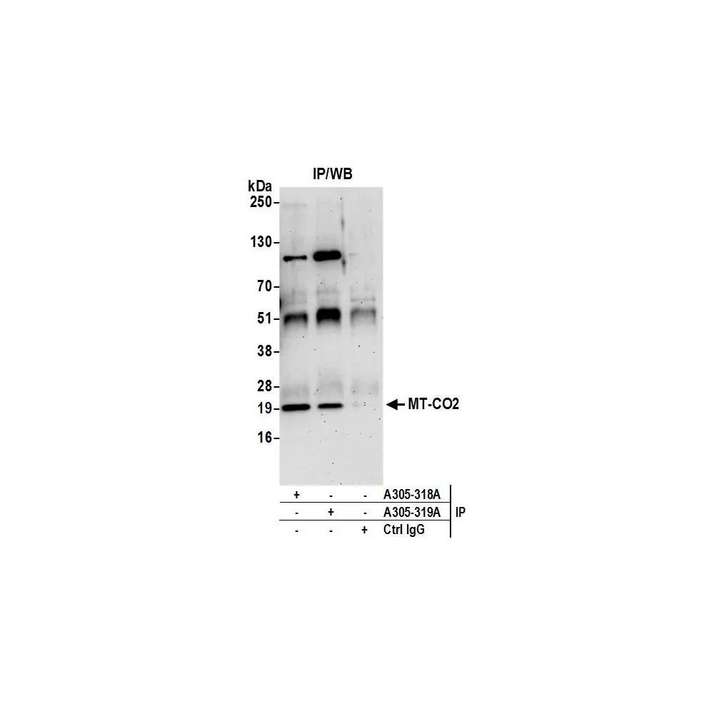 Rabbit anti-MT-CO2 Antibody, Affinity Purified