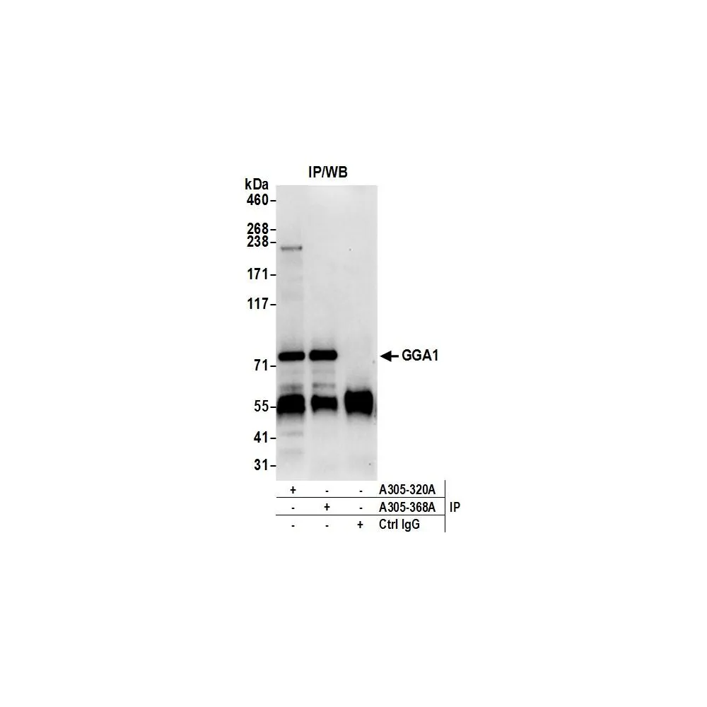 Rabbit anti-GGA1 Antibody, Affinity Purified