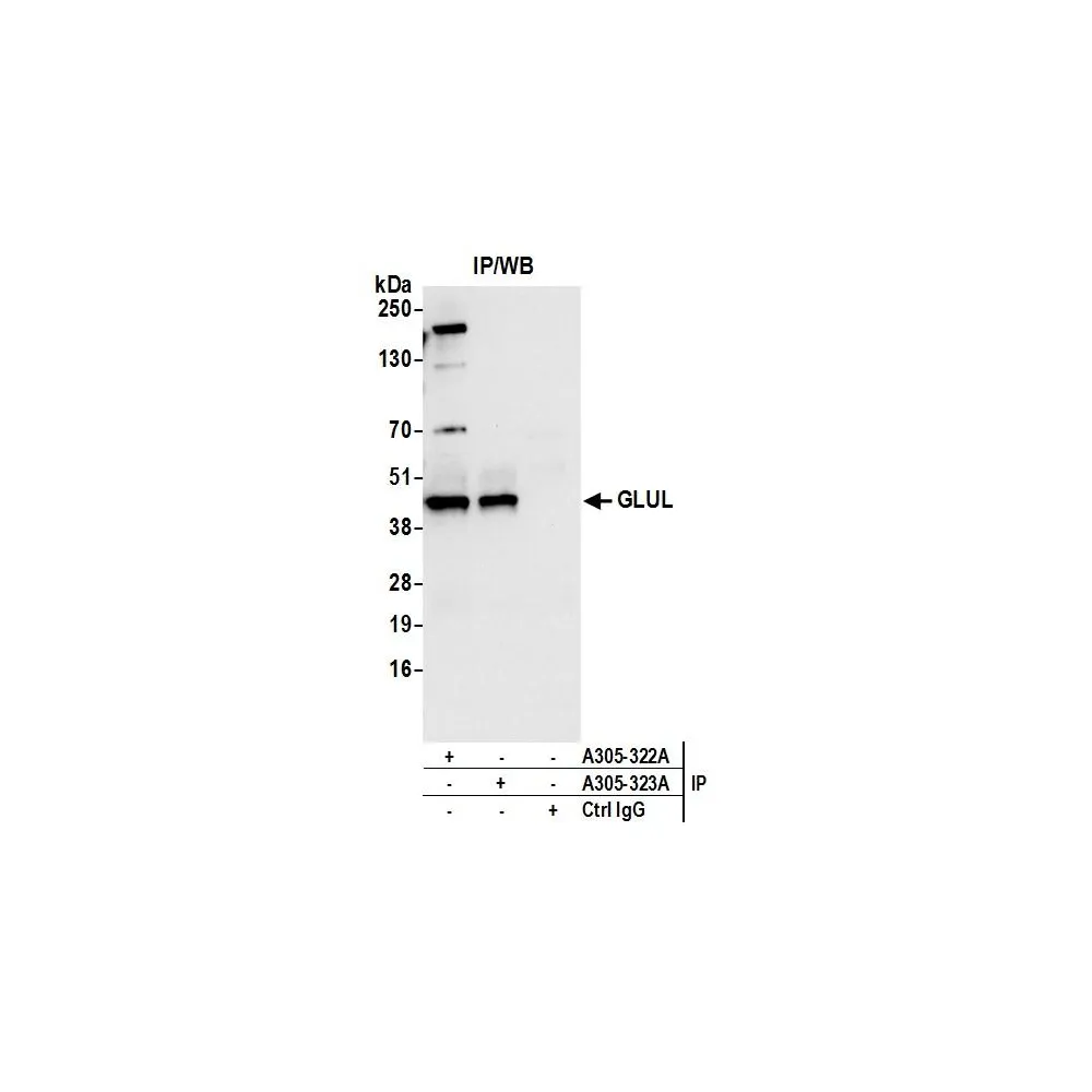 Rabbit anti-GLUL/Glutamine Synthetase Antibody, Affinity Purified