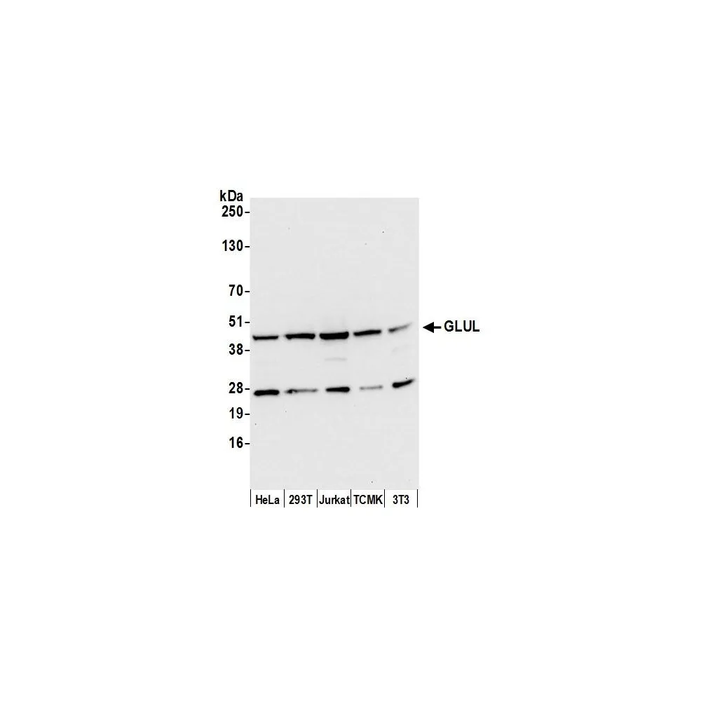 Rabbit anti-GLUL/Glutamine Synthetase Antibody, Affinity Purified