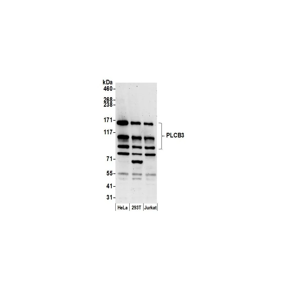 Rabbit anti-PLCB3 Antibody, Affinity Purified