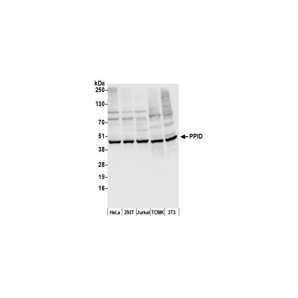 Rabbit anti-PPID Antibody, Affinity Purified