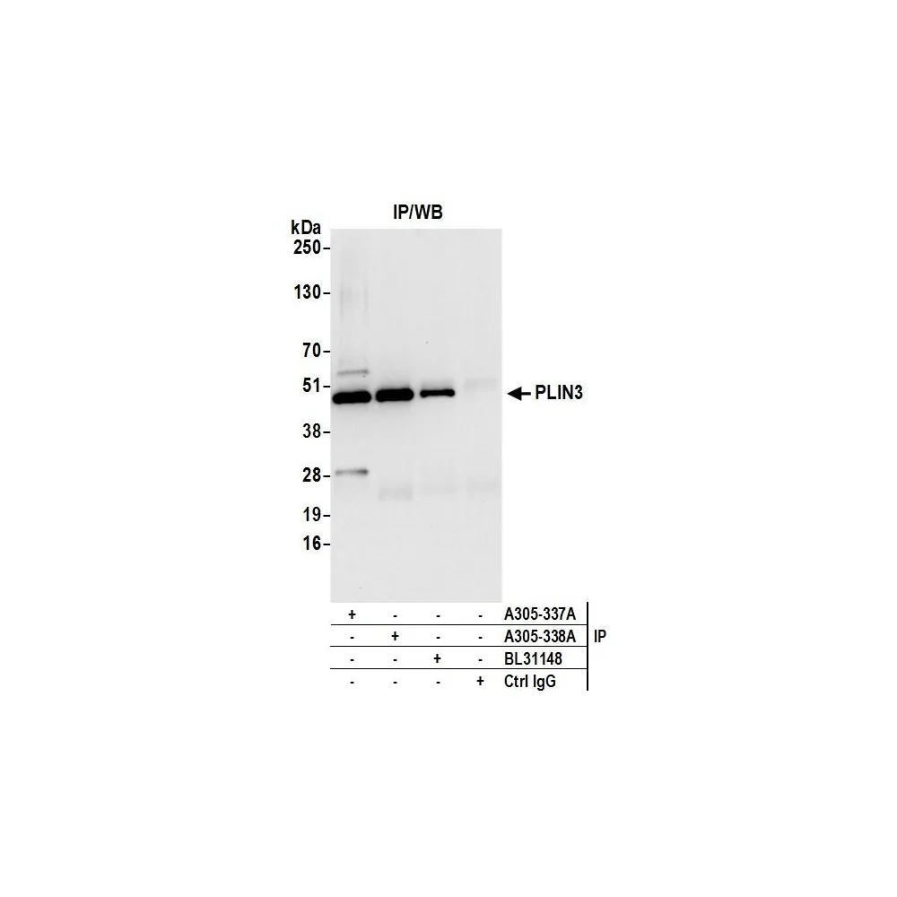 Rabbit anti-PLIN3 Antibody, Affinity Purified