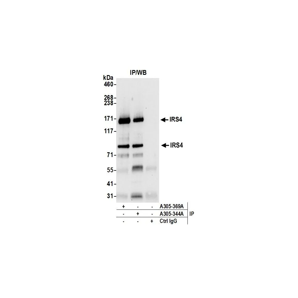 Rabbit anti-IRS4 Antibody, Affinity Purified