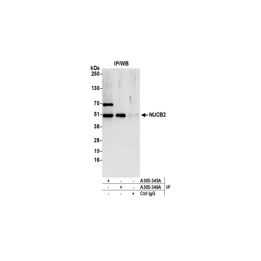 Rabbit anti-NUCB2 Antibody, Affinity Purified