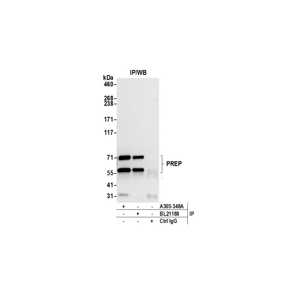 Rabbit anti-PREP/Prolyl Oligopeptidase Antibody, Affinity Purified