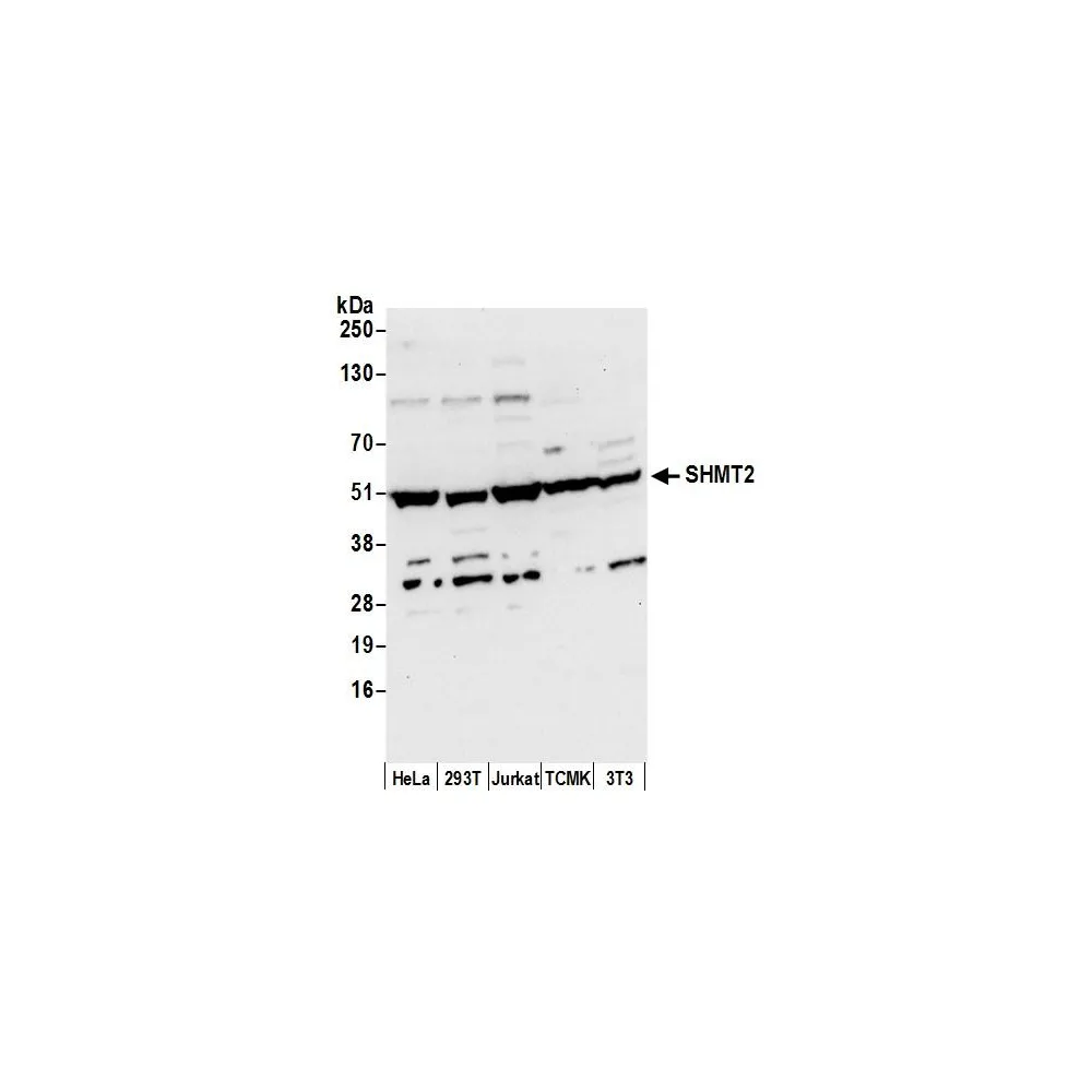 Rabbit anti-SHMT2 Antibody, Affinity Purified