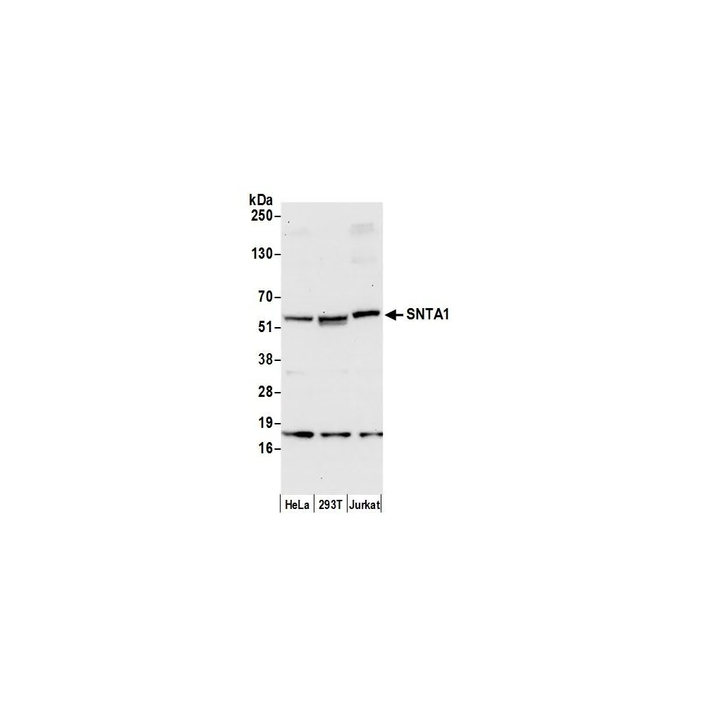 Rabbit anti-SNTA1 Antibody, Affinity Purified