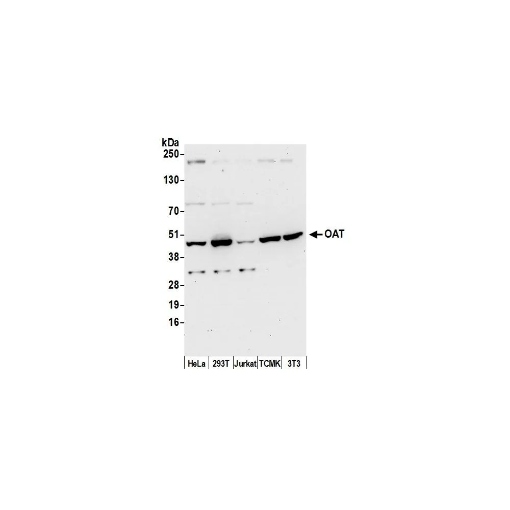 Rabbit anti-OAT Antibody, Affinity Purified