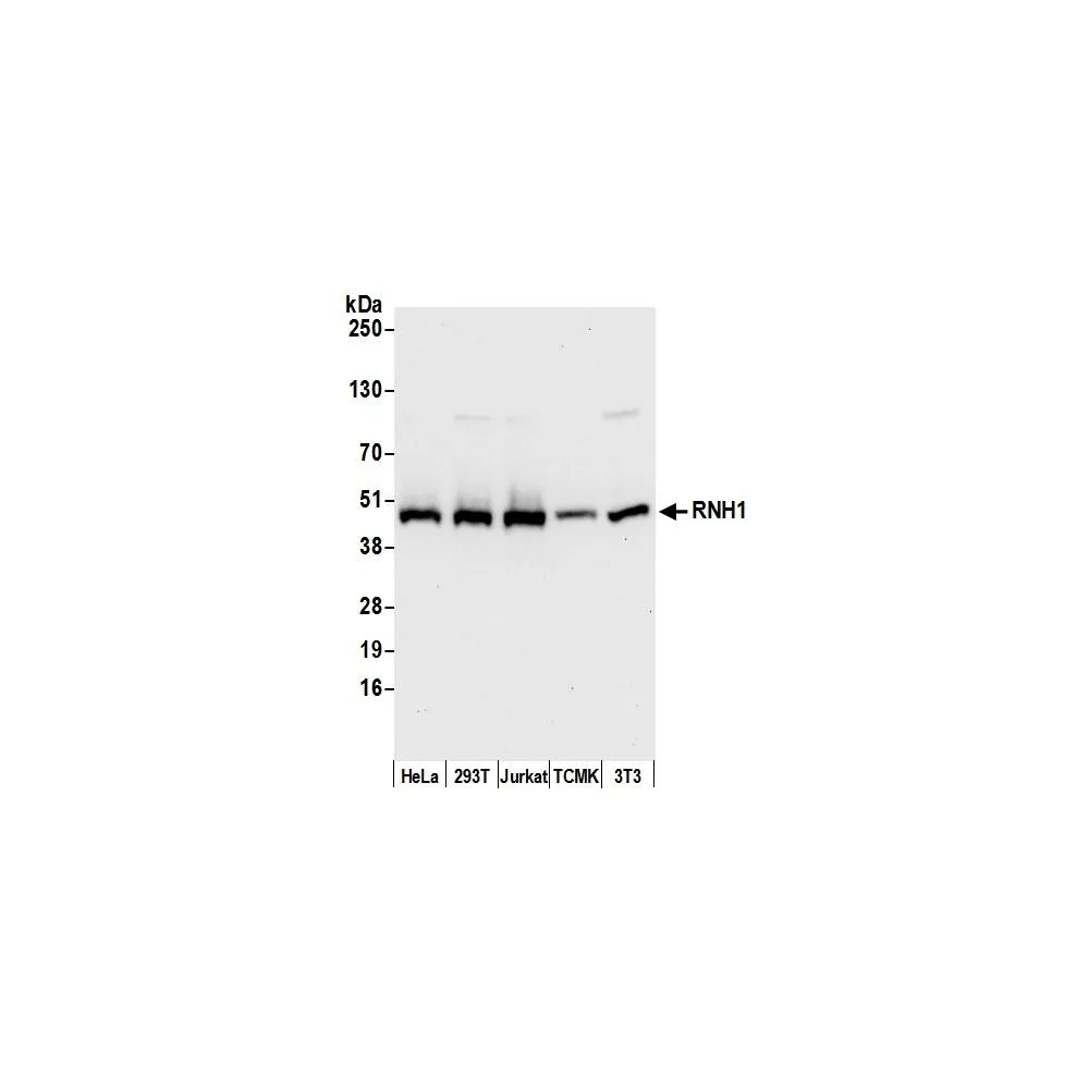 Rabbit anti-RNH1 Antibody, Affinity Purified