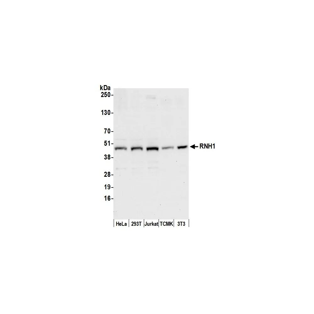 Rabbit anti-RNH1 Antibody, Affinity Purified