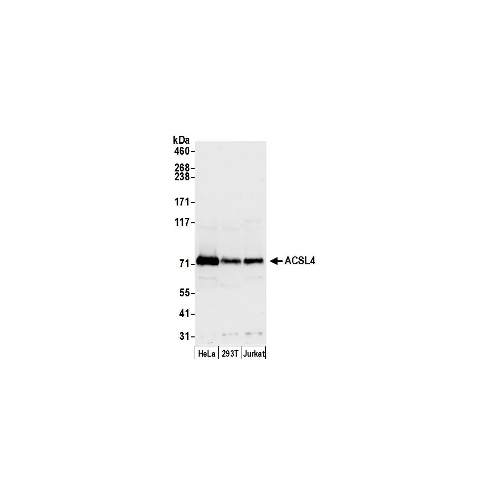 Rabbit anti-ACSL4/FACL4 Antibody, Affinity Purified