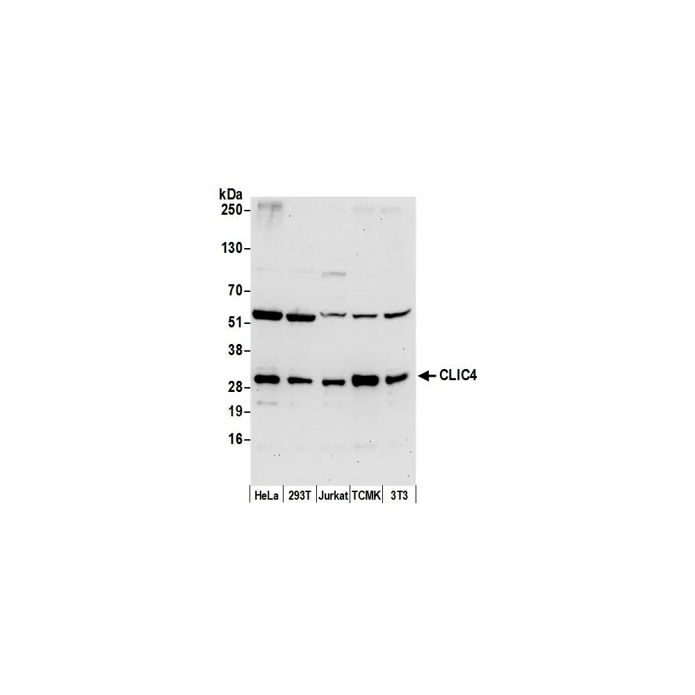 Rabbit anti-CLIC4 Antibody, Affinity Purified