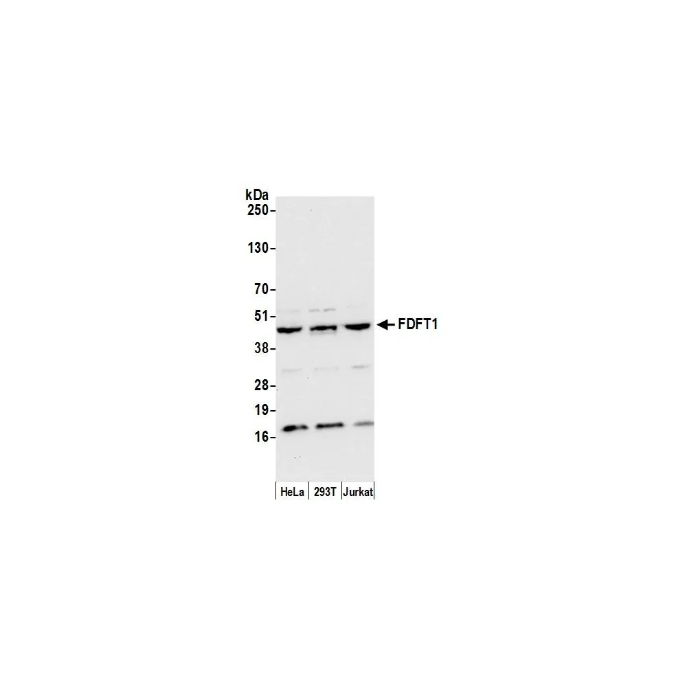 Rabbit anti-FDFT1 Antibody, Affinity Purified