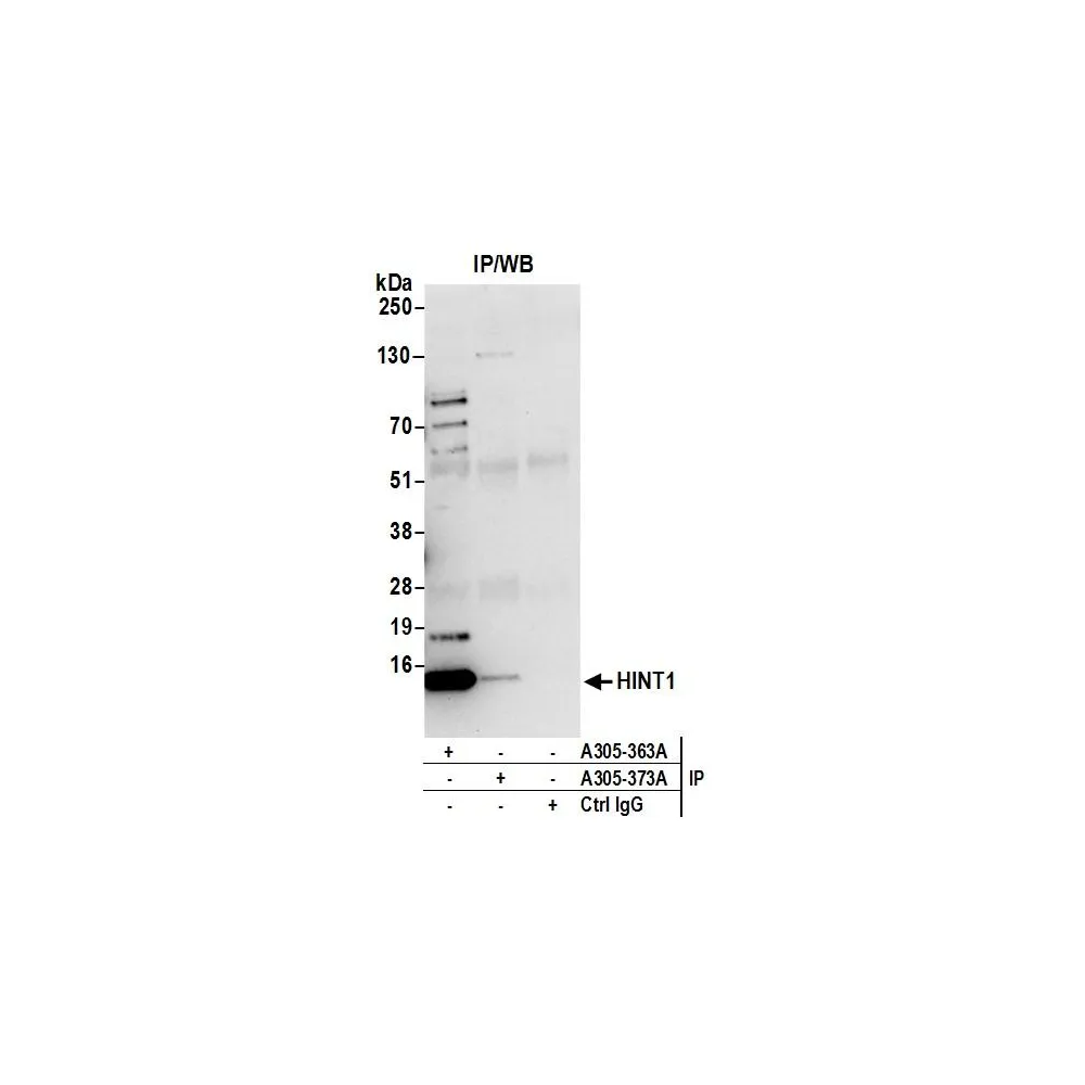 Rabbit anti-HINT1 Antibody, Affinity Purified