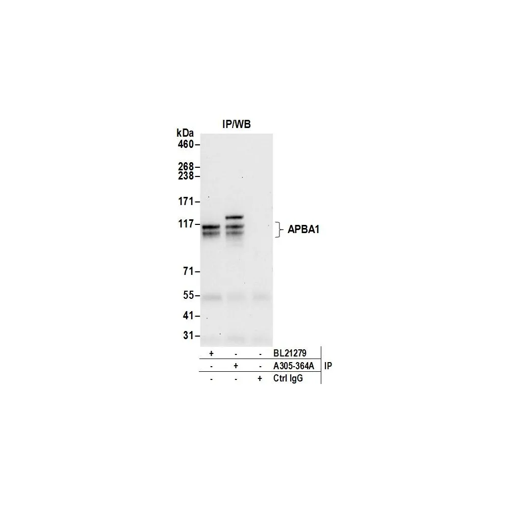 Rabbit anti-APBA1/MINT1 Antibody, Affinity Purified