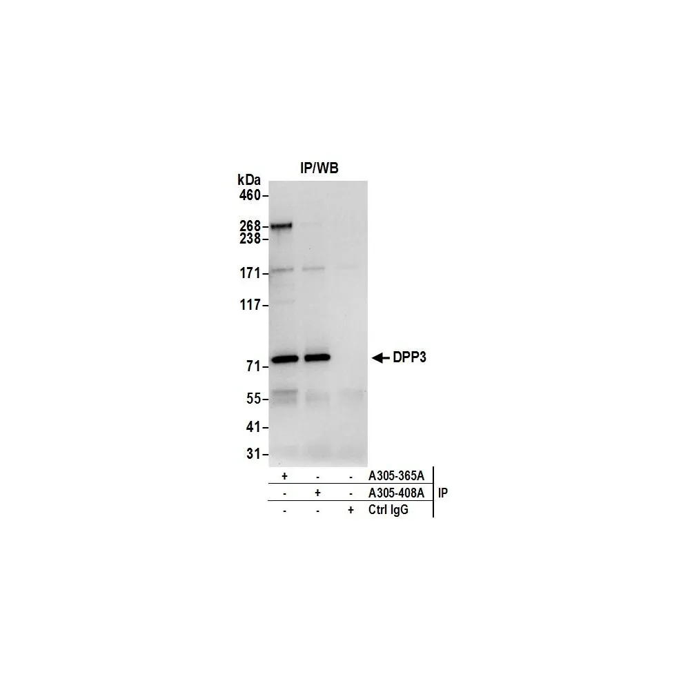 Rabbit anti-DPP3 Antibody, Affinity Purified