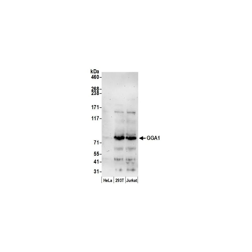 Rabbit anti-GGA1 Antibody, Affinity Purified
